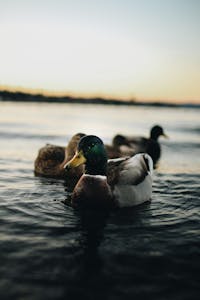 Depth of Field Photography of Mallard Duck on Body of Water